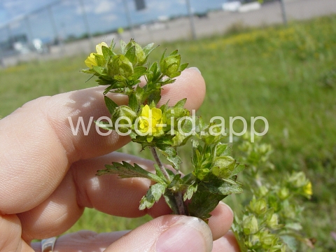cinquefoil, silvery